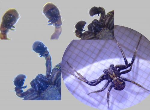 Xysticus kochi